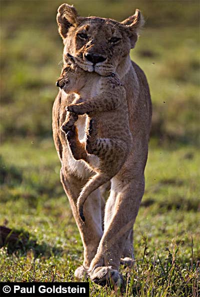 Lionne portant son lionceau par le cou